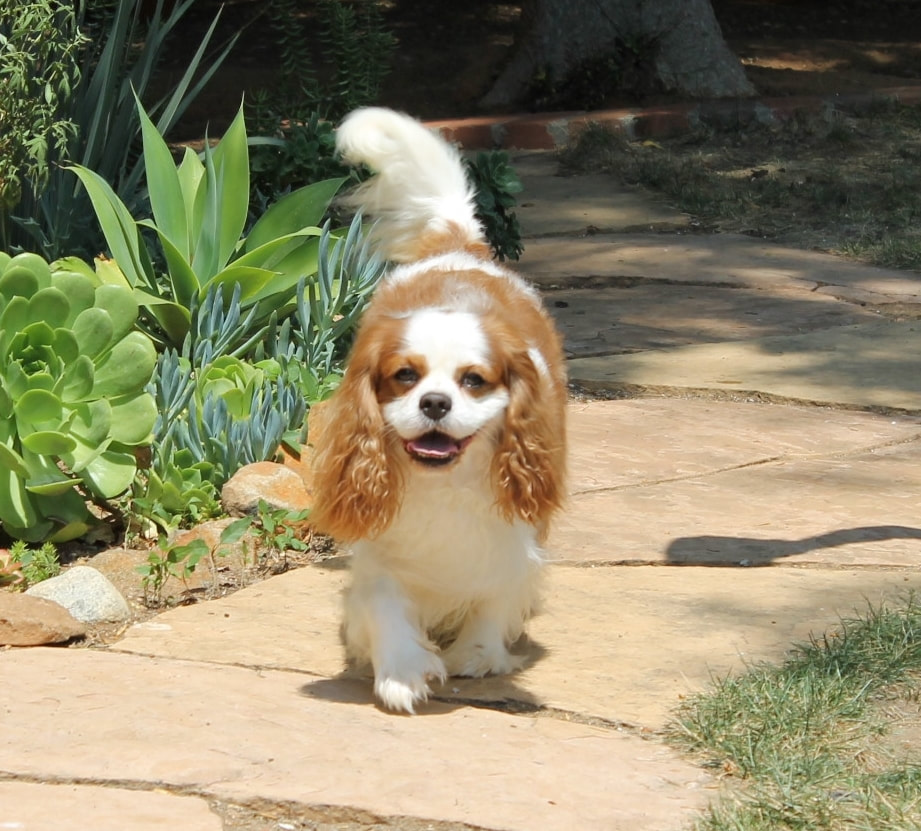 king charles puppies for sale