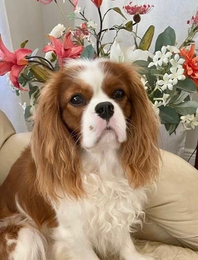Cavalier king Charles spaniel puppies for rehoming.